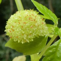 Lecanthus peduncularis (Royle) Wedd.